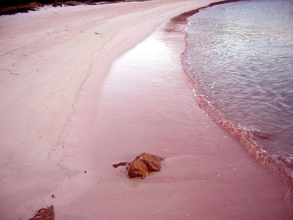 Spiaggia Rosa Budelli Dea Del Mare Escursioni In Barca